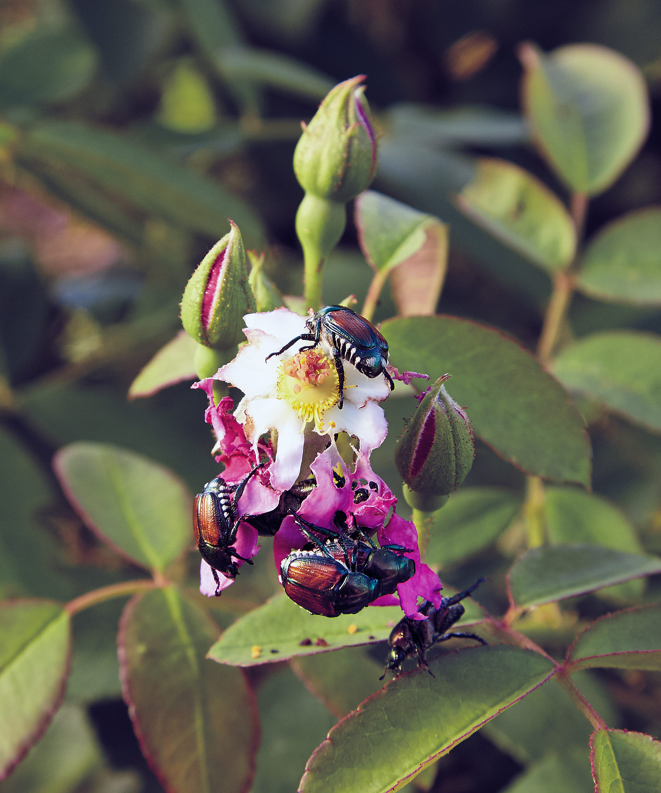Japanese beetles eating rose buds: To control Japanese beetles, hand pick and drop them in a bucket of soapy water to kill them.
