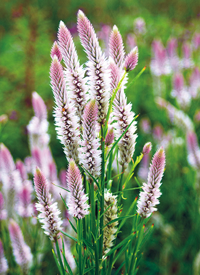 ‘Pink Candle’ (Celosia argentea cristata)