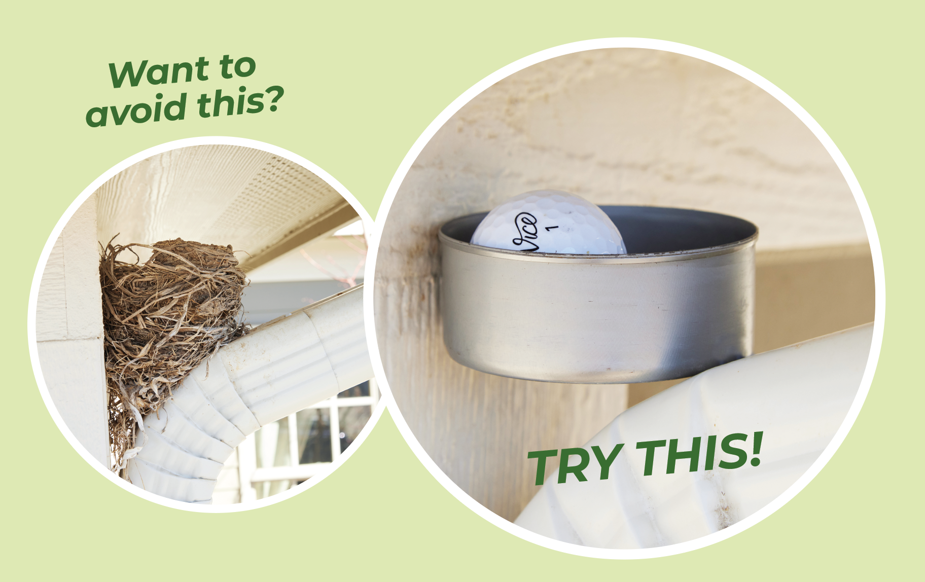 Tuna can to deter birds from nesting on rain gutter elbow: Jim discovered that placing an empty tuna can with a golf ball inside would deter birds from choosing to build a nest.
