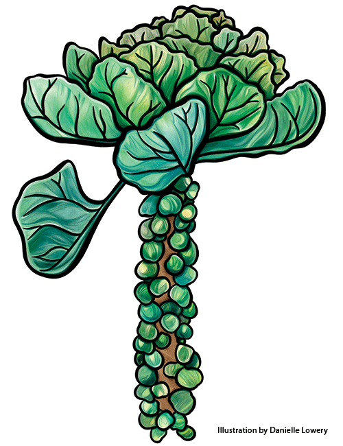 Brussel sprouts illustration by Danielle Lowery
