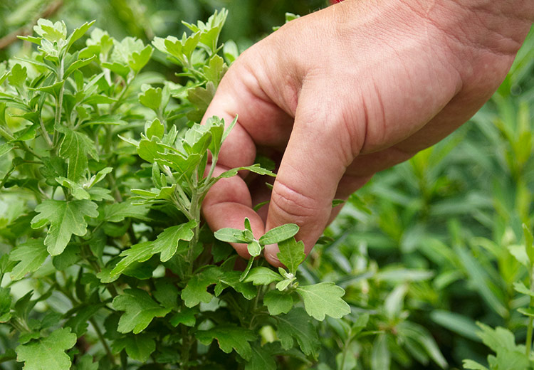 how-to-pinch-mums: Pinching mums can help promote more flowers or to create a desired habit.