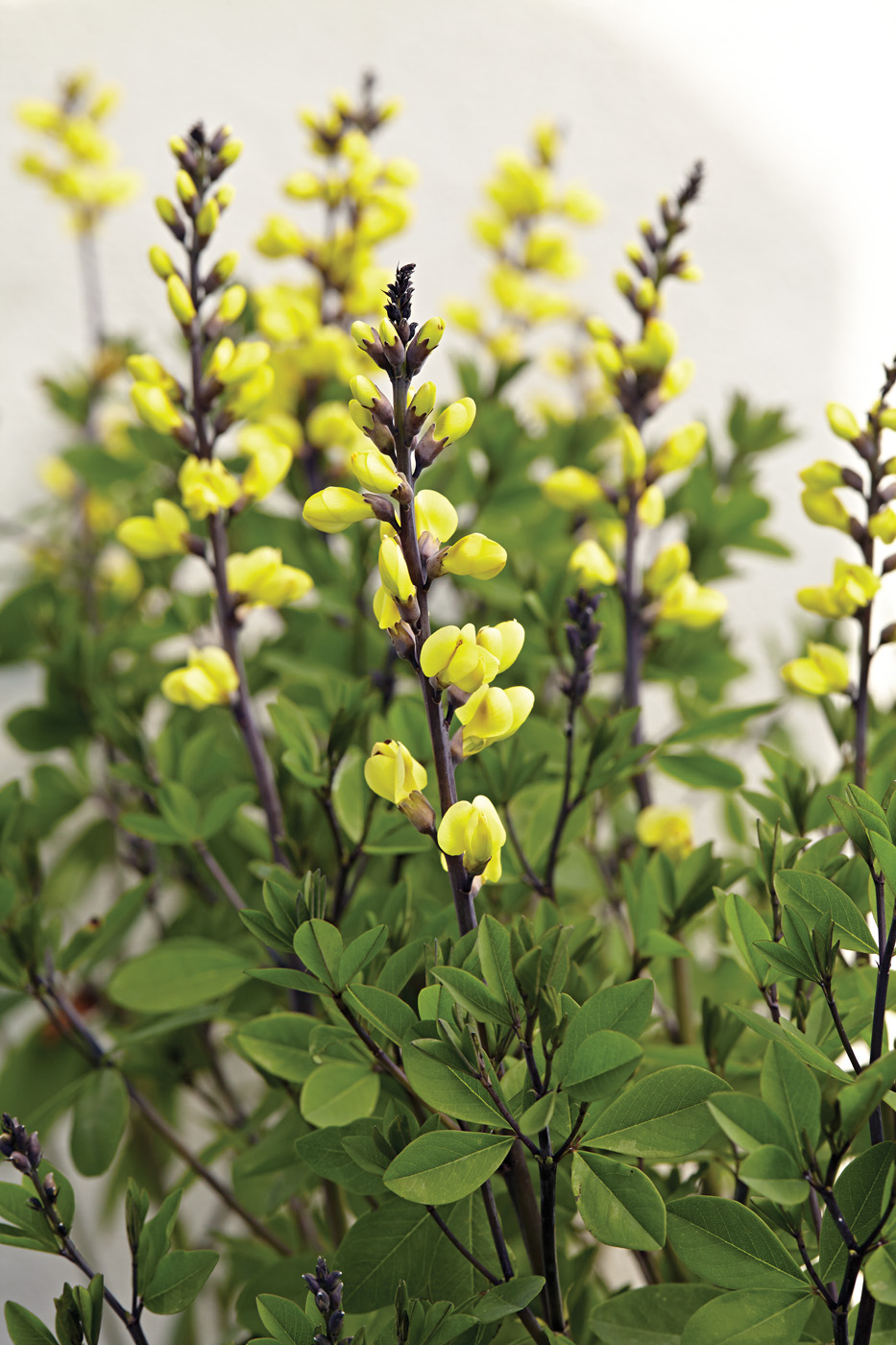 GG179 TP 08 gaih0552 False indigo: For yellow baptisia blooms, try ‘Lemon Meringue’ false indigo!