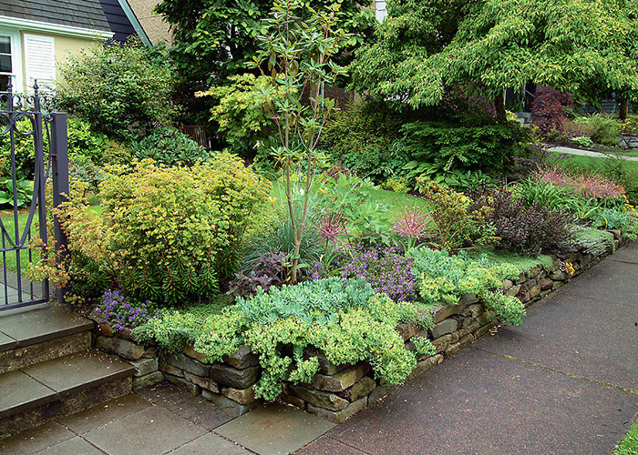 Koelink front bed myrtle spurge: Give plants what they want. These euphorbias need full sun, good drainage and lots of air circulation, so they’re great choices for a sunny stone wall.
