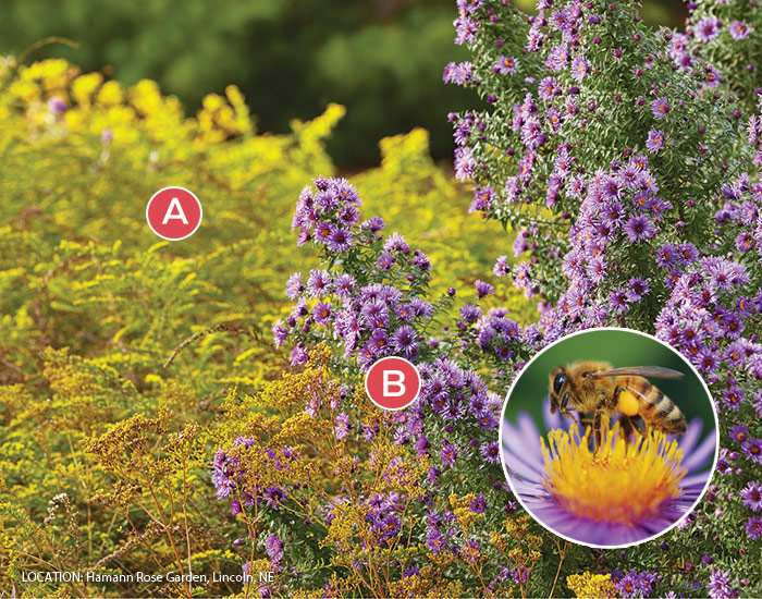 Pollinator garden plant combinations aster & goldenrod: Providing pollinators with nectar rich flowers in the fall is a great way to support them late in the season.