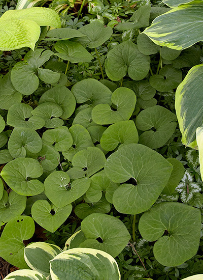 Canadian wild ginger (Asarum canadense)