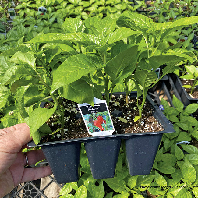 pepper plants in a 6-pack Photo Copyright Nikki Jabour: Purchase transplants in 6-packs, 4-packs, or single pots of pepper seedlings in spring. This is ideal if you don’t have room to start seeds indoors or want to  skip that step.