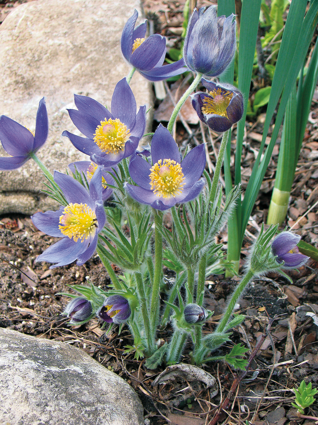 Eastern Pasque flower blooms: Fuzzy leaves and stems help protect Eastern pasque flower from cold, harsh spring winds.