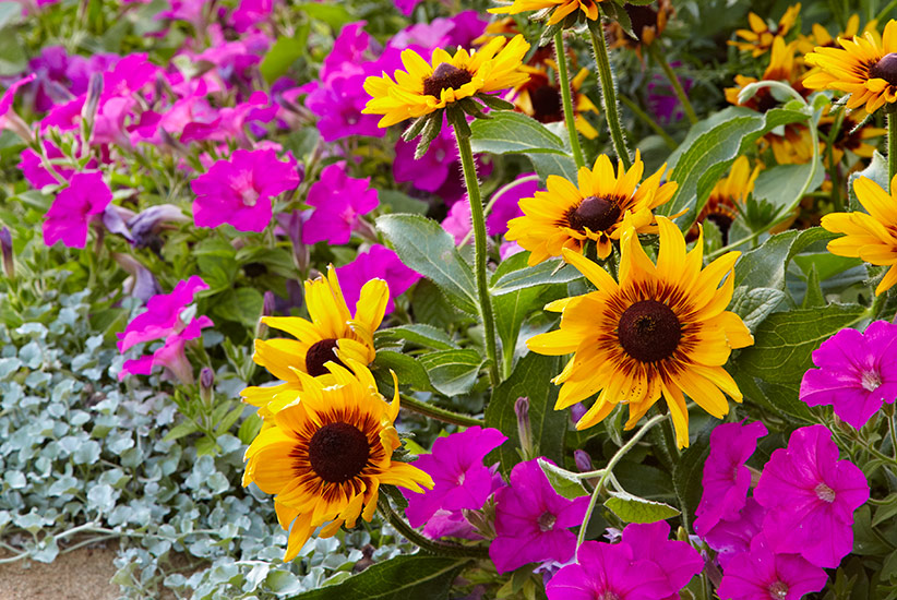 how-to-use-native-plants-in-your-garden-lead2: Gloriosa daisy is a great native flower to add to a garden border in several regions.