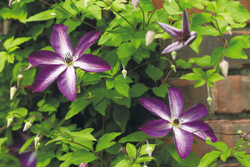 Clematis (Clematis viticella ‘Venosa Violacea’)