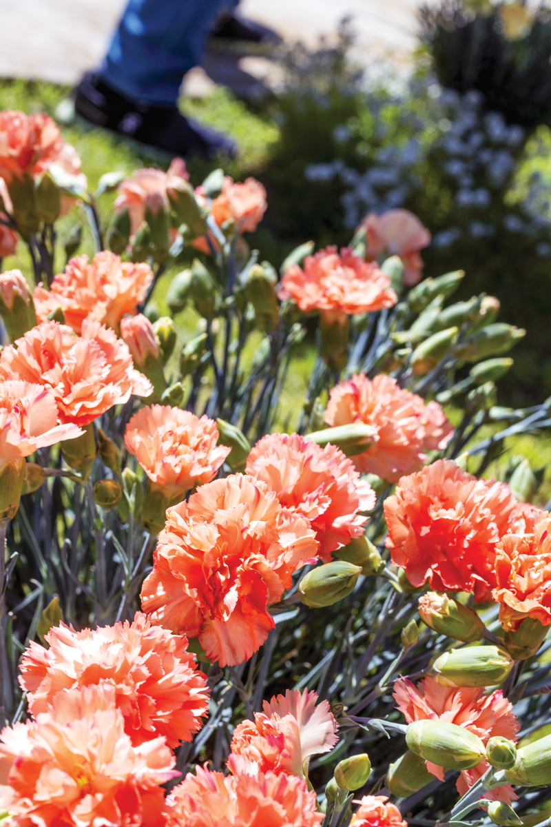 Scent First Orange Sparkler Dianthus photo courtesy Plant Haven