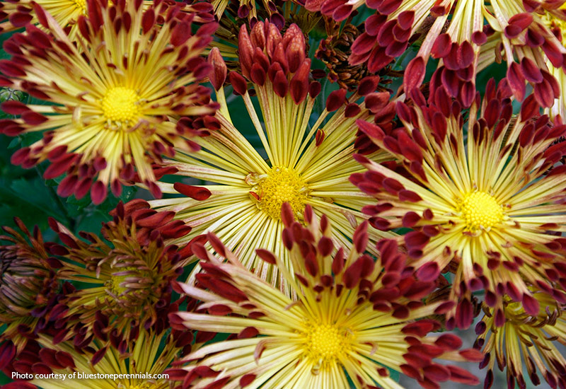Matchsticks garden mum (Chrysanthemum hybrid)