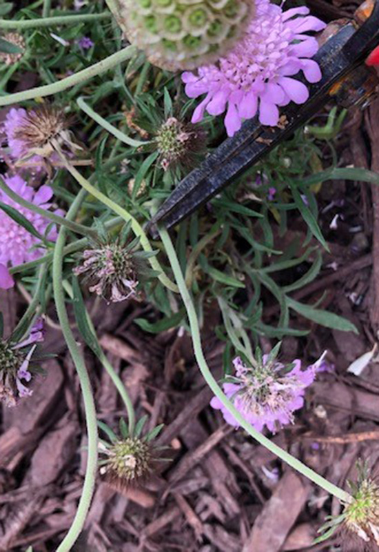 snip scabiosa: The stem of this spent flower was attached to another stem that was still flowering. Just snip it at that connection.