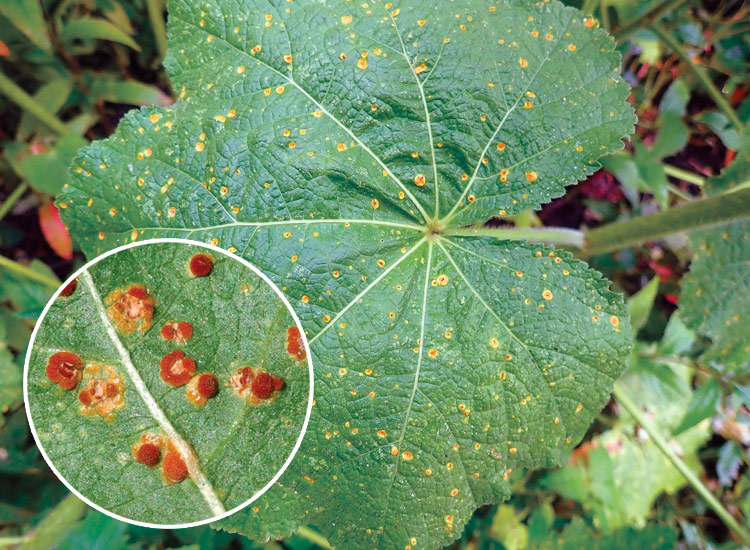 Hollyhock rust Courtesy of Whitney Cranshaw, Colorado State University, Bugwood.org: Hollyhock rust appears in summer as yellow-orange on the front of the leaf and rust-orange raised spots on the back.