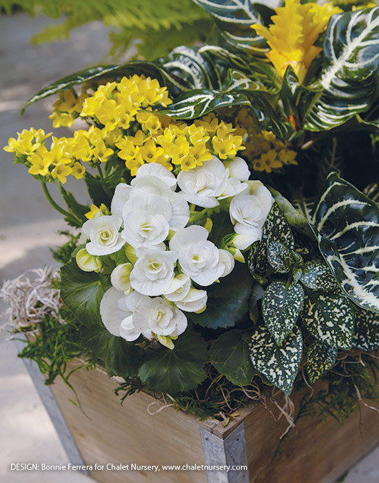 桌面花架上有圆点植物和海棠:选择柔和色调或白色的花朵或树叶，为阴凉的座位区带来阳光。