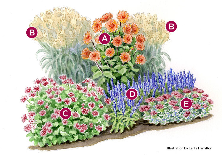Fall garden bed plan watercolor illustration featuring Nicholas Dahlia:  The melon-orange blooms of ‘Nicholas’ dahlia are the stars of this fall show, with a strong supporting cast of mums, switchgrass, mealycup sage and tall sedum.