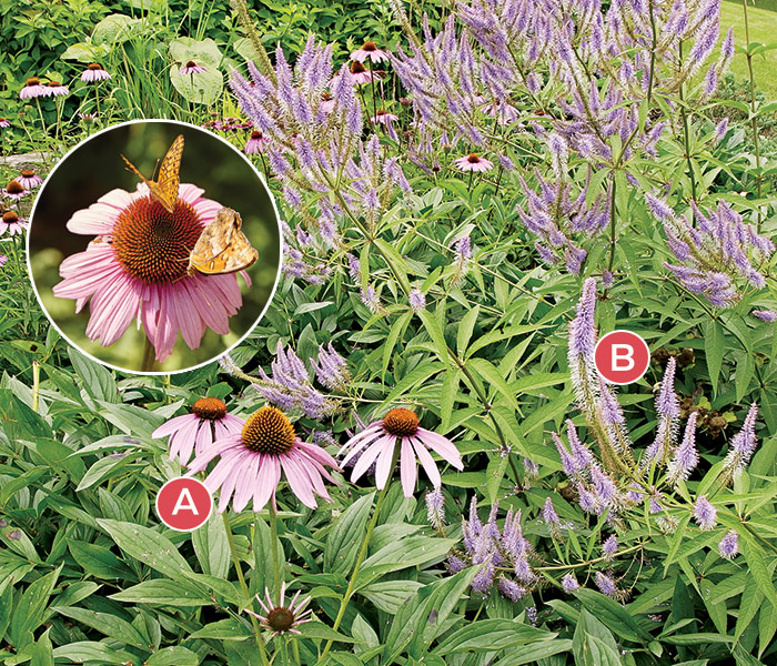 Pollinator garden plant combinations coneflower culvers root