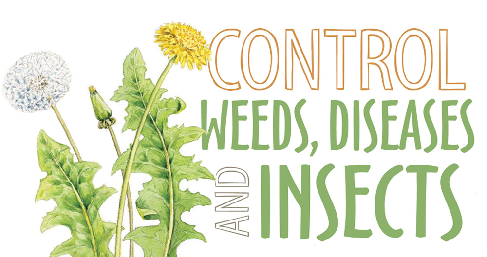 Control weeds, diseases and insects with IPM illustration by Carlie Hamilton: Illustration by Carlie Hamilton