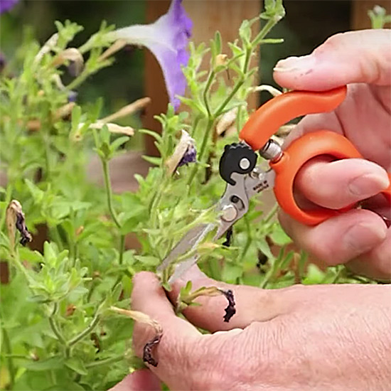 deadheading petunias with ring pruners: Ring pruners make deadheading petunias a snap!