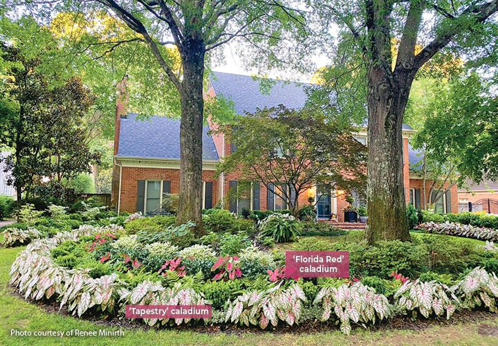Renee Minirth curb appeal caladium: Caladiums give the biggest color impact in summer against a backdrop of Sprinter boxwoods, ‘Otto Luyken’ cherry laurel and Ivory Halo Tatarian dogwood.