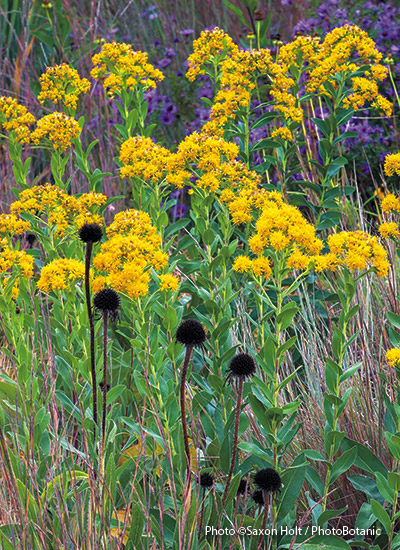 Stiff goldenrod 