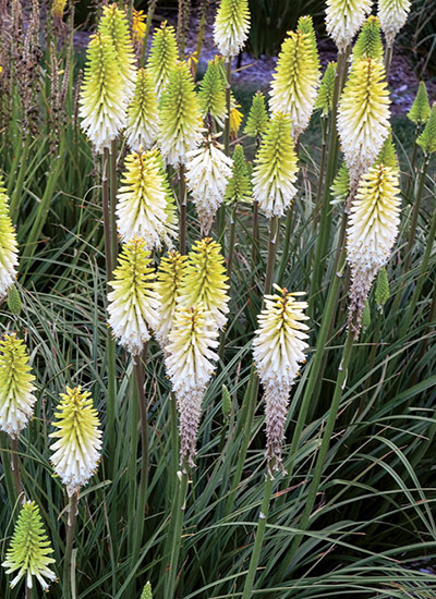 ‘Lady Luck’ torch lily (Kniphofia hybrid)