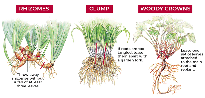 Dividing-plants-in-summer-different-root-types: As you can see here, different root types have different methods for dividing.