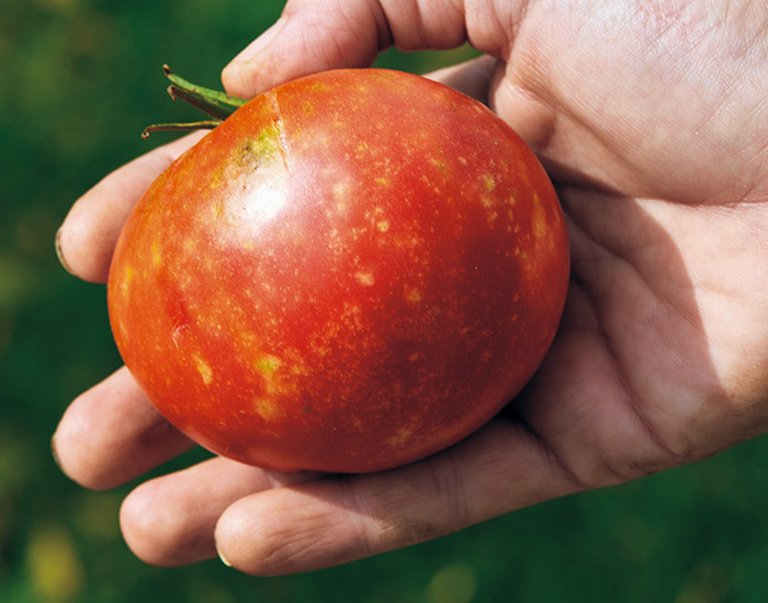 西红柿问题阴云斑:西红柿上的阴云斑可能是周围有臭虫的迹象。