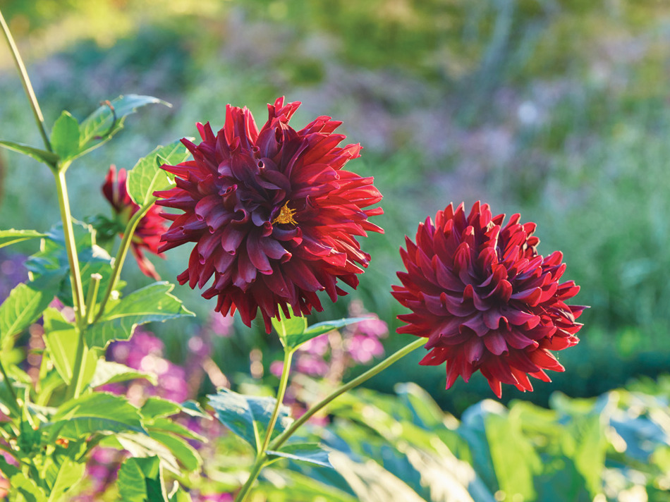 ‘Hollyhill Black Beauty’ dahlia bloom in the Lisa Graff Oregon garden: ‘Hollyhill Black
Beauty’ dahlia shows off in Lisa’s fall garden.