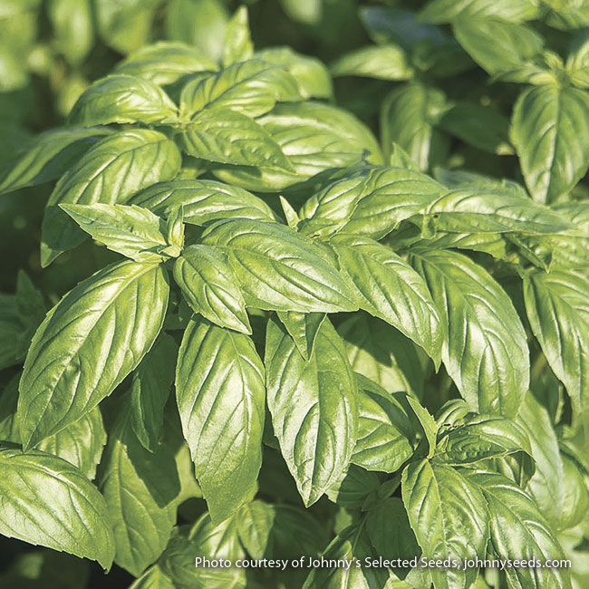 172-fall-harvest-veggies-sweet-basil: Sweet basil is a great candidate for succession planting throughout the season.
