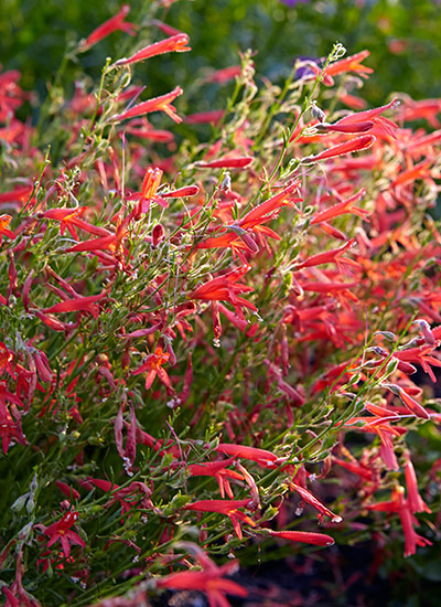 Pineleaf penstemon (Penstemon pinifolius)