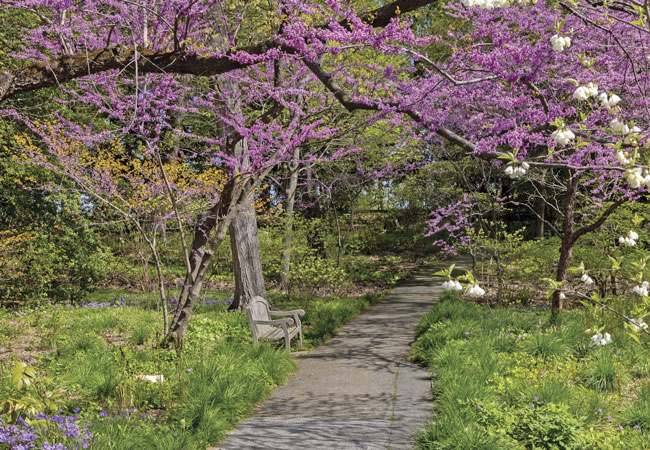 Longwood Public Garden Pierces woods