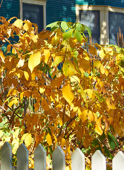 Bottlebrush buckeye (Aesculus parviflora)