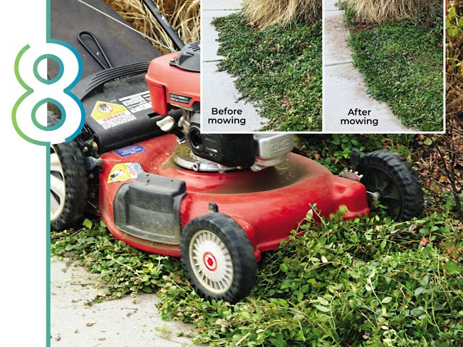 Mowing ground covers: Mowing overgrown ground covers will help tidy up the look and get plants off to a healthy start.