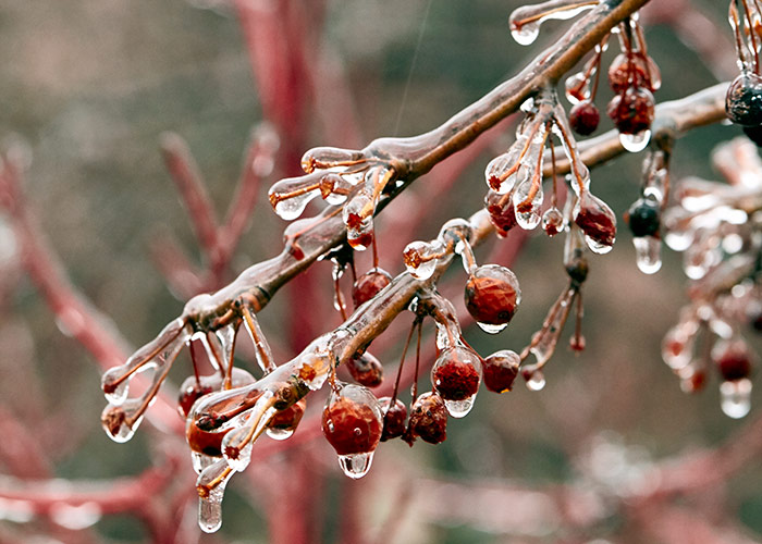 ice-covered-berries: Allow ice to melt off branches on its own to prevent cracking frozen stems.