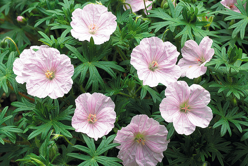 Bloody cranesbill (Geranium sanguineum striatum)