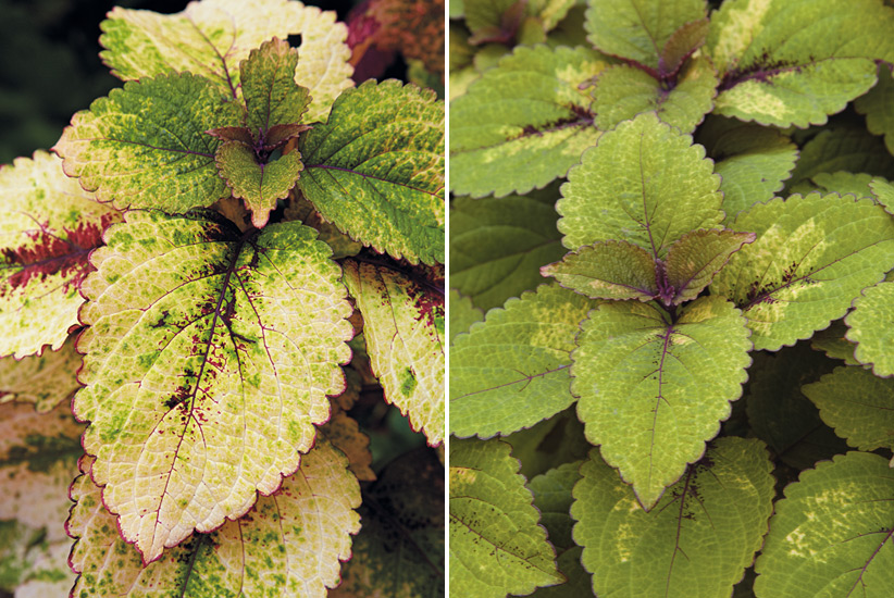 Coleus grow differently in sun and shade:These two Honey Crisp (‘Balconisp’) coleus plants were grown in containers about 20 feet apart. The one on the left was in full sun; the other, part shade.