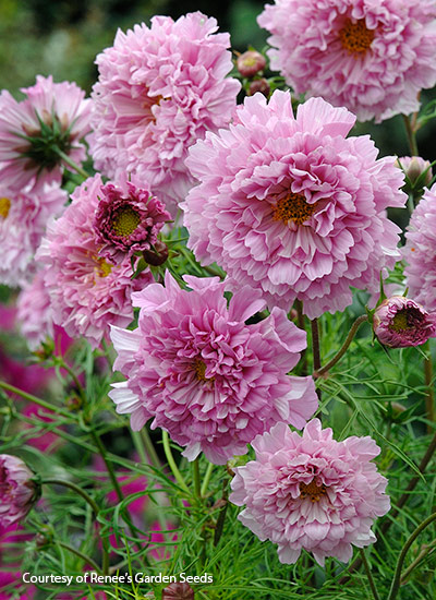 ‘Rose Bonbon’ cosmos (Cosmos hybrid)