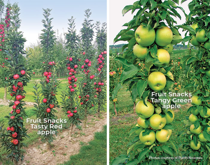 Fruit snacks apple trees Photos courtesy of Plant Nouveau: Even small gardens can have delicious apple with this columnar series of apple trees. 