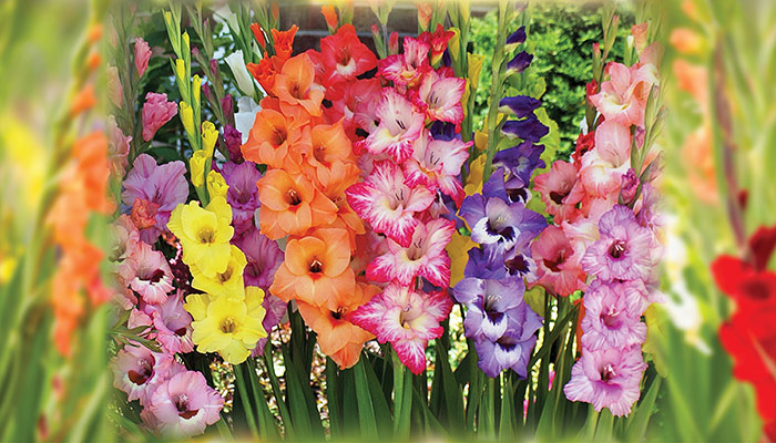 Jung Seed Gladiolus