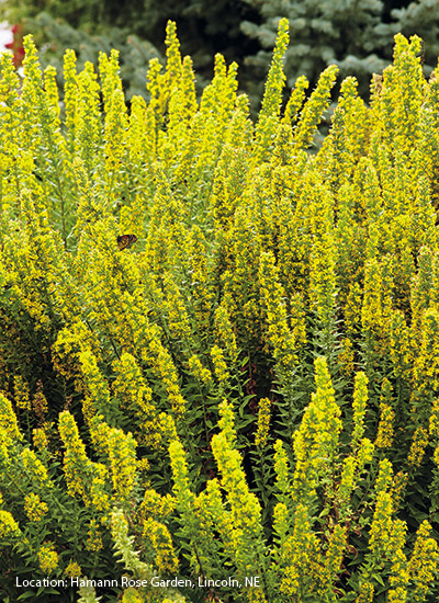 ‘Wichita Mountains’ golden fleece flower  (Solidago spp.)