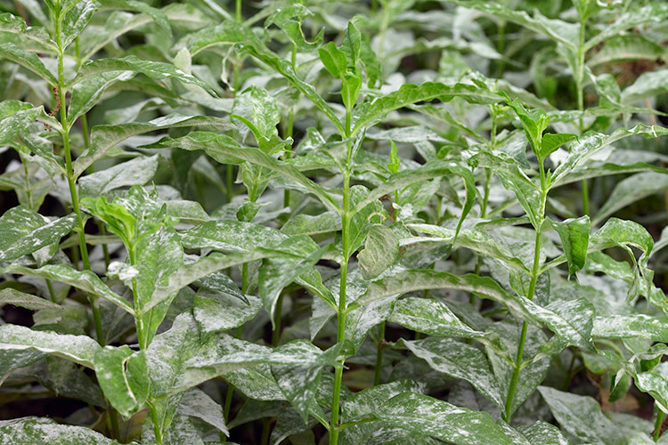 Fighting tomato blight with pennies?