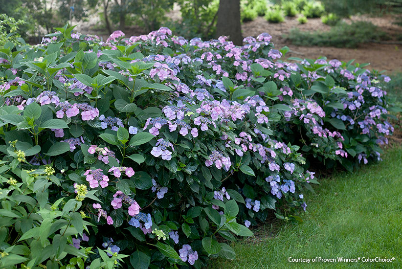 mutliseason-shrubs-tiny-tuff-stuff-hydrangea: Tiny Tuff Stuff mountain hydrangea has pink or blue reblooming lace-cap flowers.