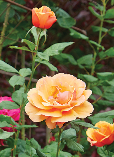 About Face™ rose (Rosa hybrid)