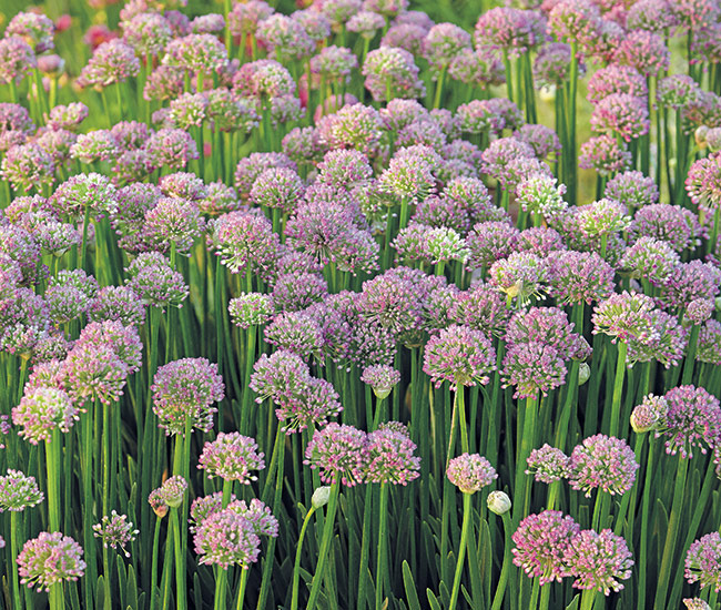 Millenium allium mass planting: ‘Millenium’ allium is perfect for planting in mass for impact and to attract pollinators. 