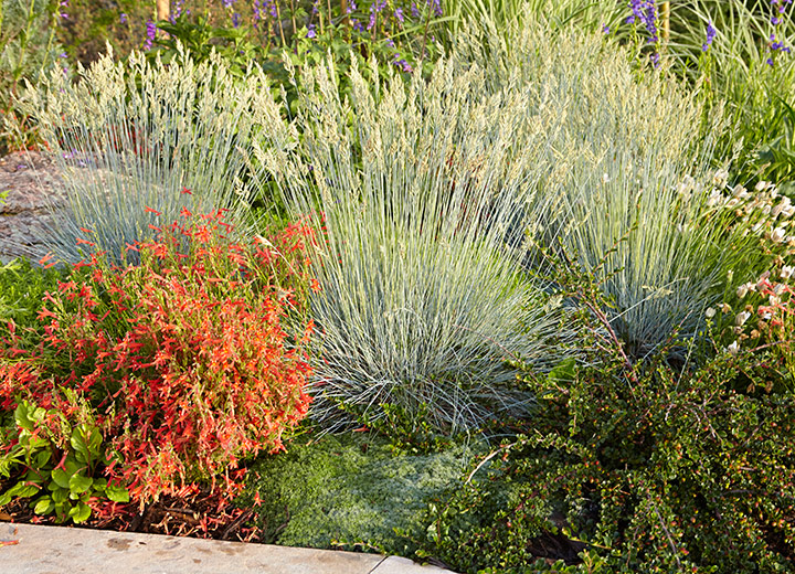 pineleaf penstemon and blue fescue border planting: Repeat plants with long-lasting attractive features, such as this blue fescue and pineleaf penstemon, around your garden for a pulled together look in any season.