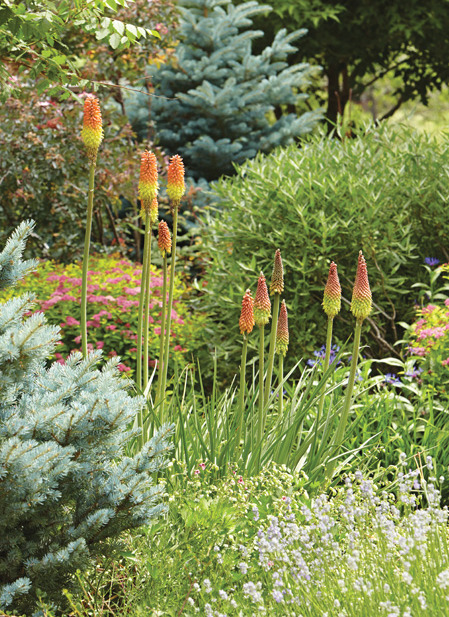 ‘Corallina’ torch lily (Kniphofia hybrid)