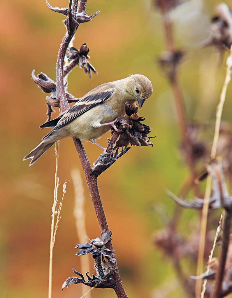 Goldfinch bird feeding on seedhead in fall:  Birds, like this goldfinch, depend on seedheads for their winter sustenance.