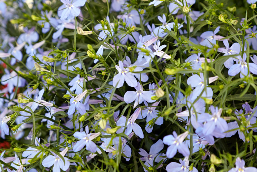 Lobelia (Lobelia erinus)