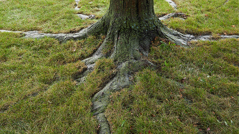 Tree roots in the lawn pv: Anchoring roots are large and hold the tree in place. Feeder roots are smaller and absorb nutrients and moisture for the tree.