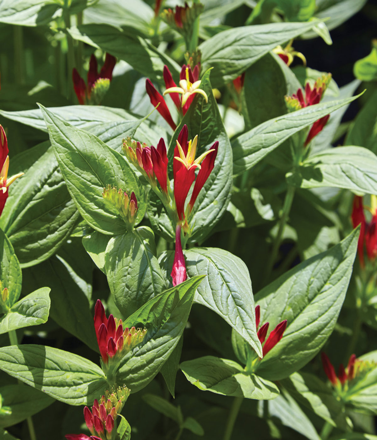 185-EC-Spigelia-marilandica-closeup-1200x1400: The bright red blooms of spigelia are especially attractive to hummingbirds.